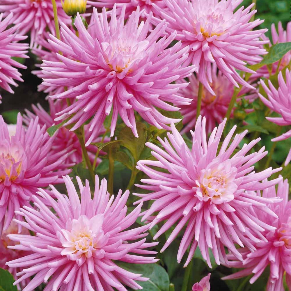 Dahlia Park Princess - 3 Dahlias cactus nain Park Princess - Bulbes de Dahlia