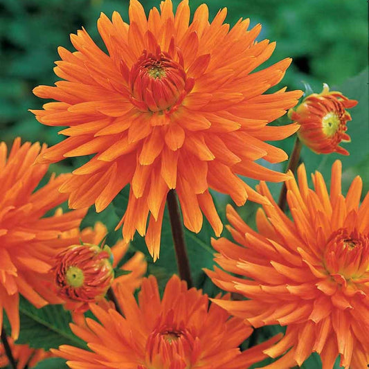 3 Dahlias cactus nain Vrouwe Jacoba - Bakker