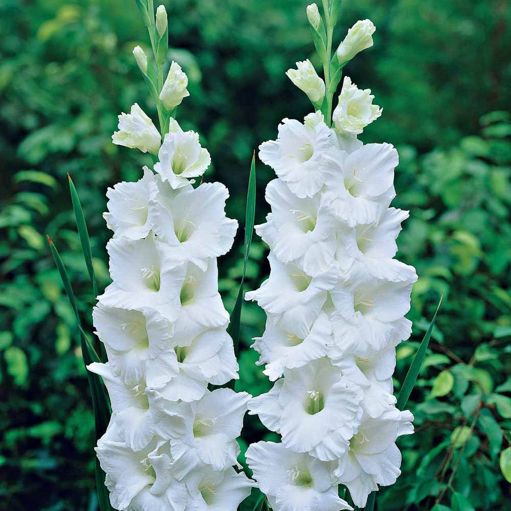 25 Glaïeuls White Prosperity - Gladiolus white prosperity - Bakker