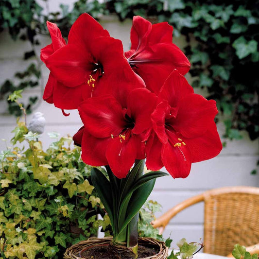 Amaryllis naine Valencia - Bakker