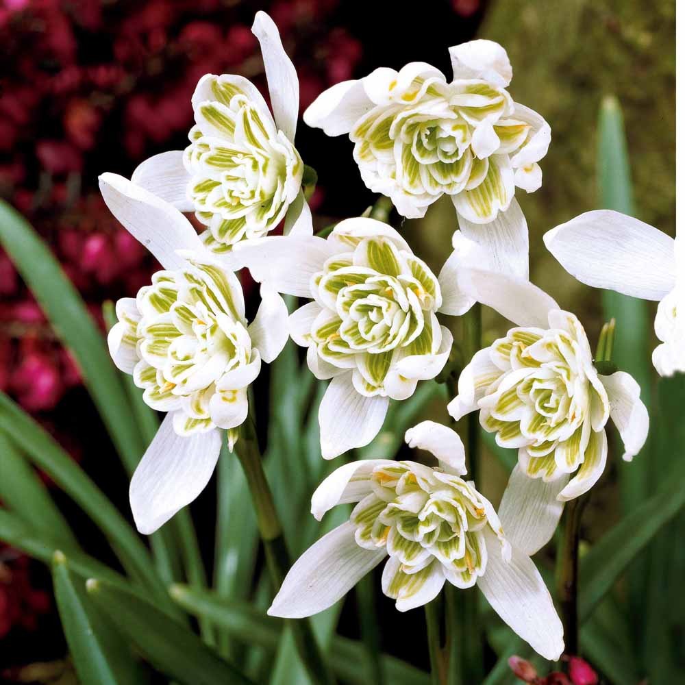 Bulbes de Perce-neiges - Galanthus