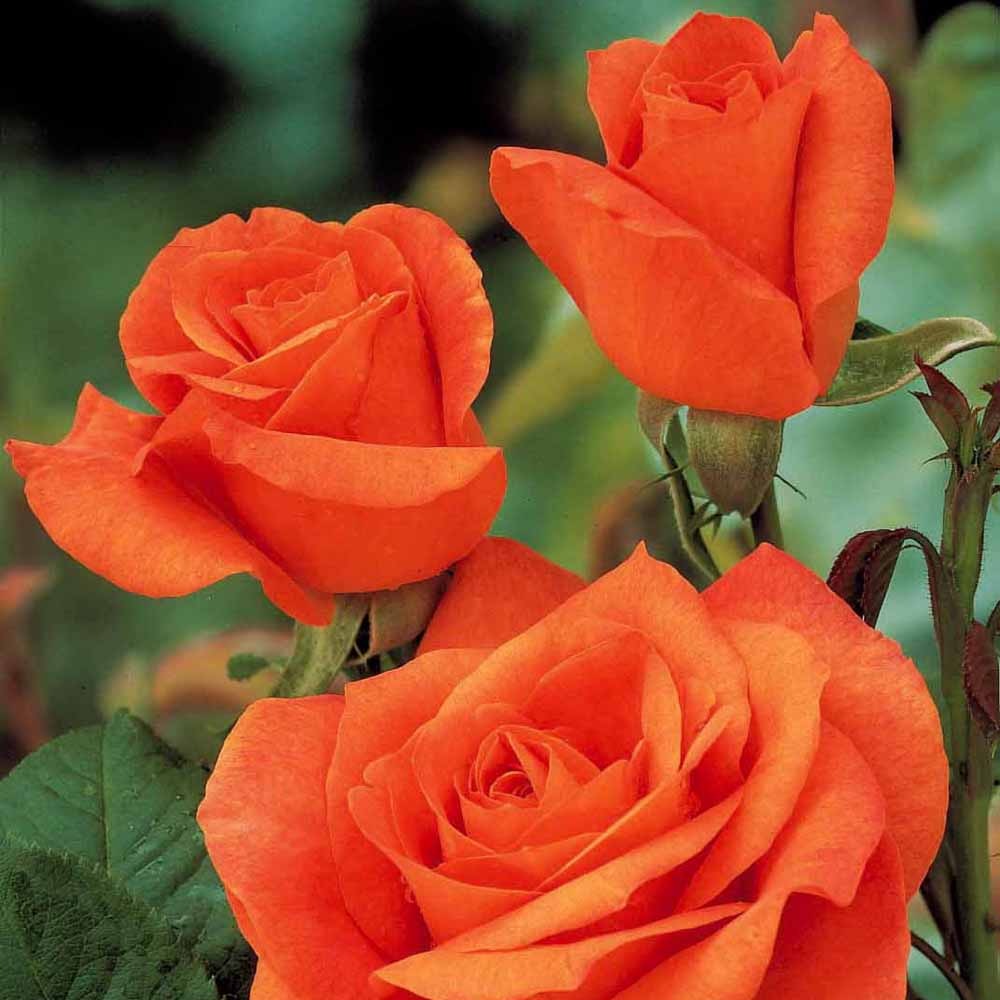 Rosa doris tysterman - Rosier buisson Doris Tysterman - Rosiers à grandes fleurs
