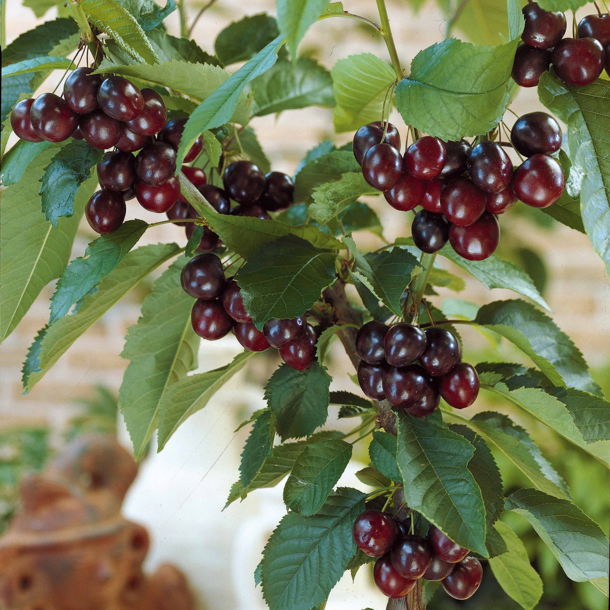 Cerisier Karina - Prunus avium Karina - Bakker