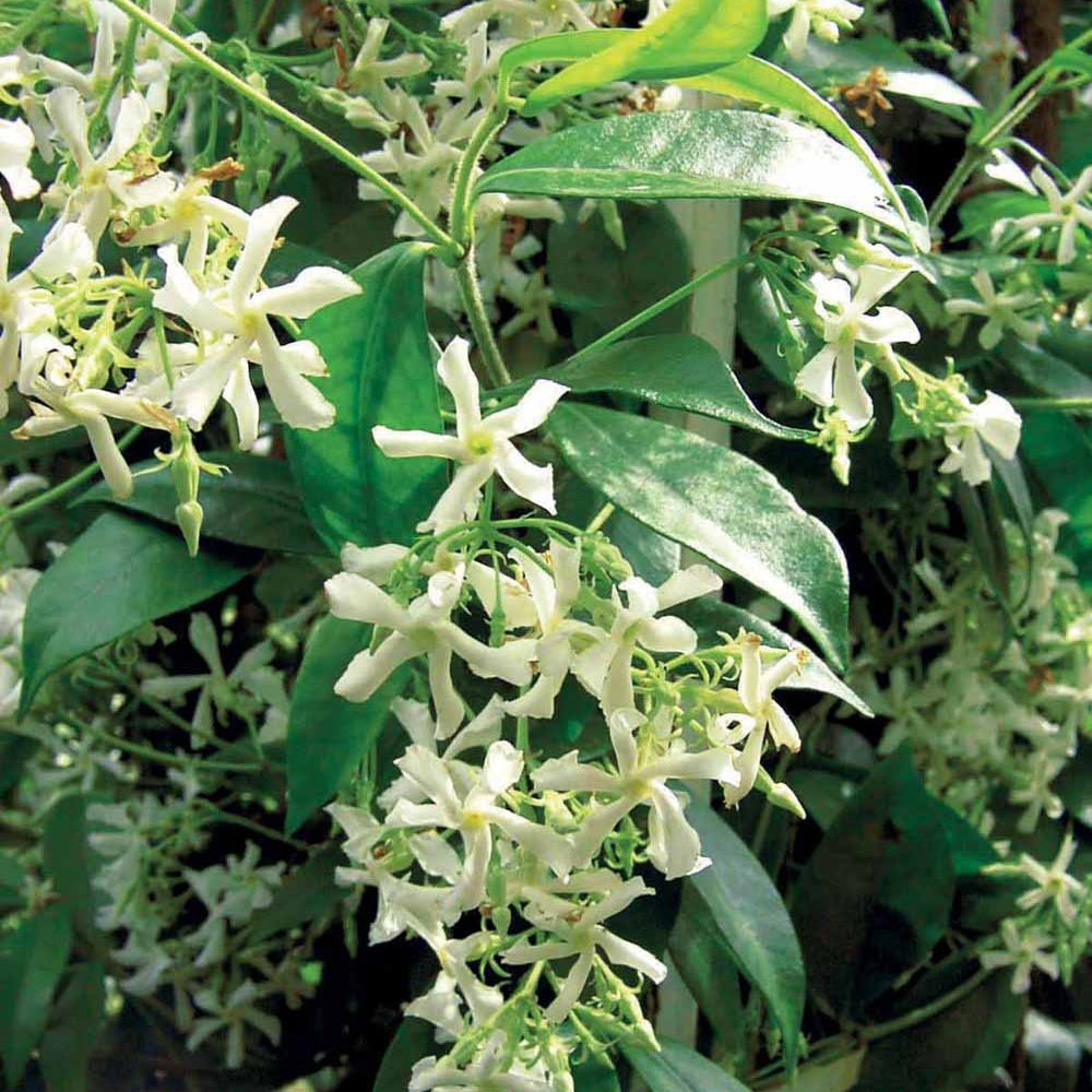 Jasmin étoilé - Trachelospermum jasminoïdes - Plantes d'extérieur