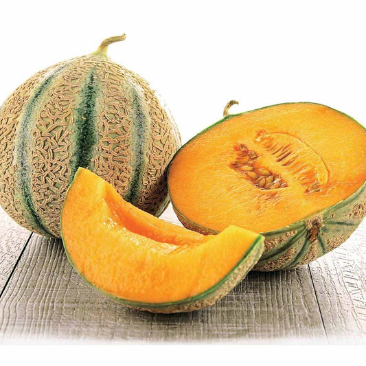 Melon Stellio F1 - Bakker