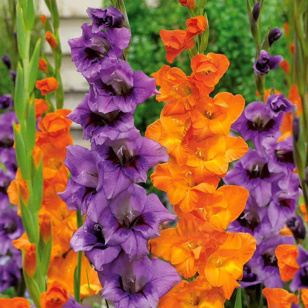 20 Glaïeuls orange et lilas - Bakker