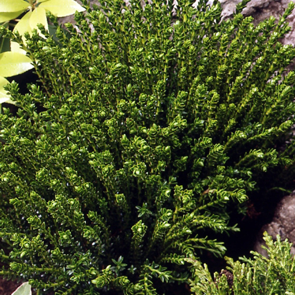 Plantes de terrasses et balcons - Hebe Emerald Green - Hebe Emerald Green
