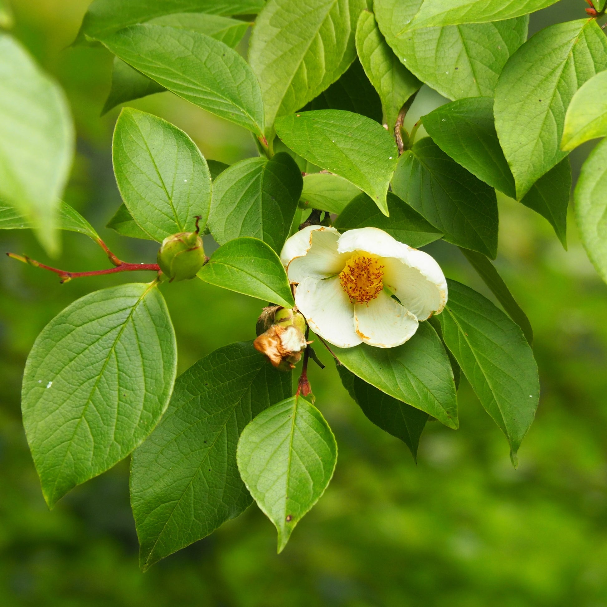 Bakker - Stewartia - Stewartia pseudocamellia - Terrasses et balcons