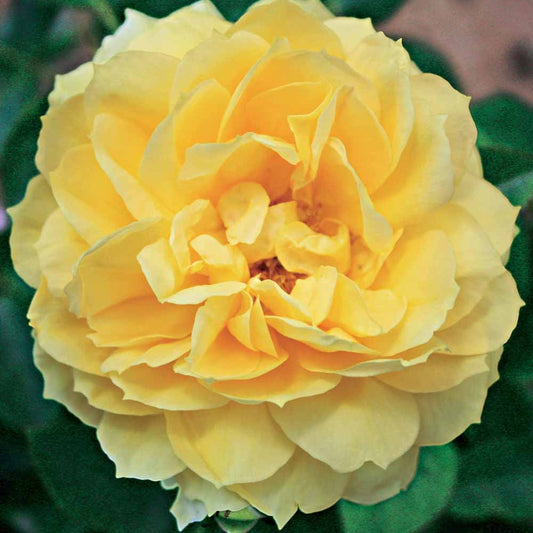 Rosier des îles Bahama ® Intercomham - Bakker