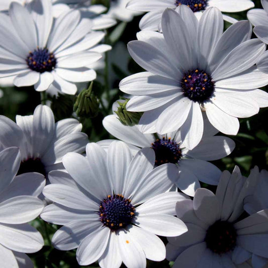 3 Marguerites du Cap blanches - Bakker