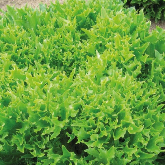 Laitue batavia frisée Eazyleaf Skilton - Bakker