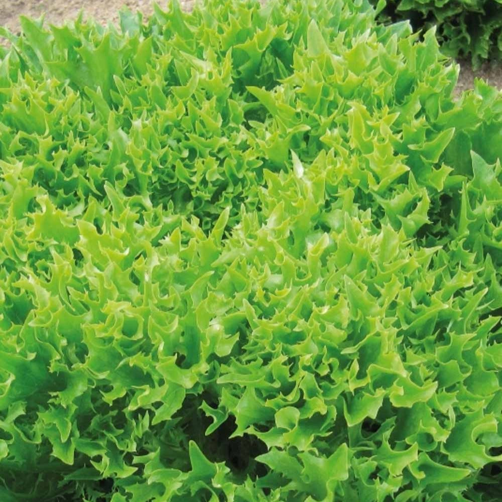 Laitue batavia frisée Eazyleaf Skilton - Lactuca sativa Eazyleaf Skilton - Bakker