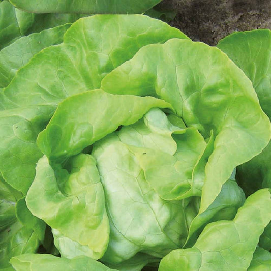 Laitue pommée Matilda Bio - Bakker