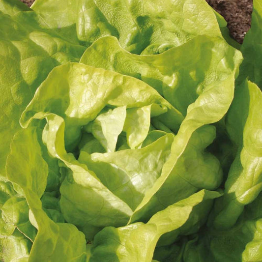 Bakker - Laitue pommée Twellose Gele Bio - Lactuca sativa twellose gele - Potager