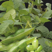 Soja Fiskeby V - Edamame - Bakker