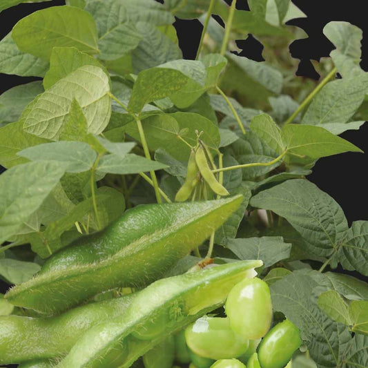 Soja Fiskeby V - Edamame - Bakker