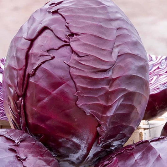 Chou rouge tardif Langedijker Bewaar 2 - Bakker