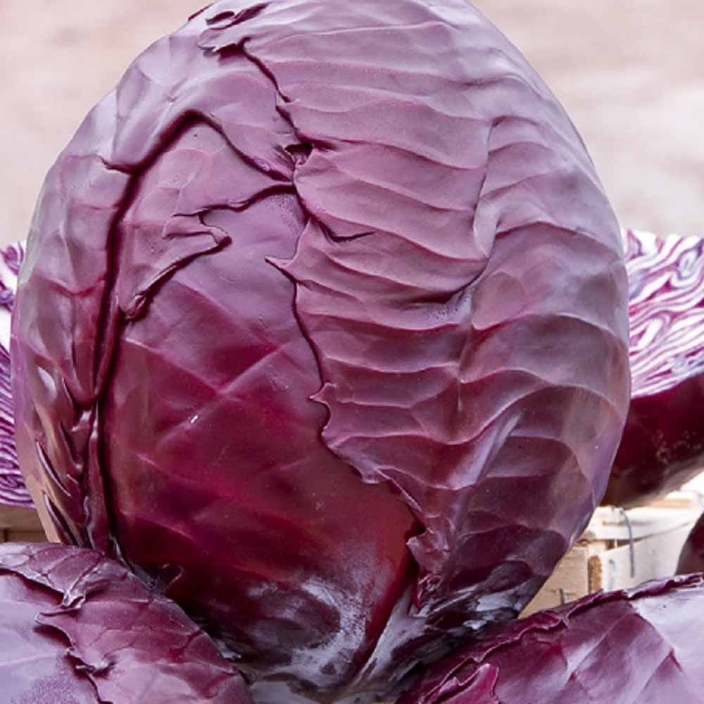 Chou rouge tardif Langedijker Bewaar 2 - Bakker