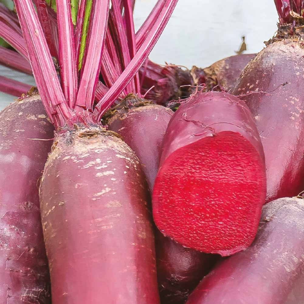Betterave rouge Cylindra Bio - Bakker