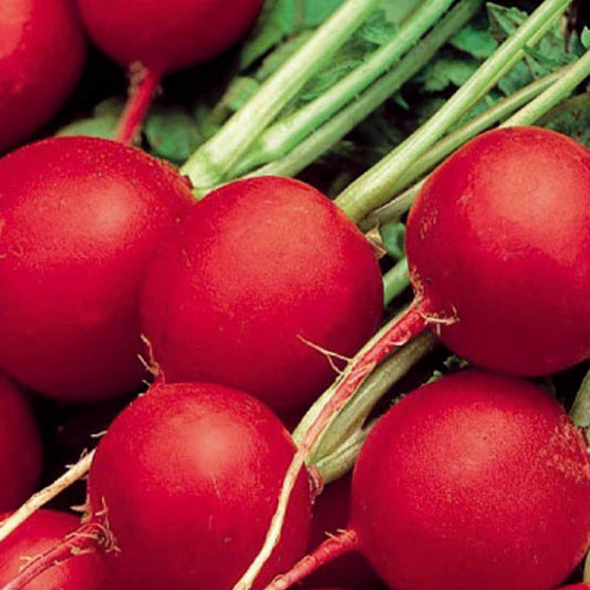 Radis rond à culture tardive Celesta F1 - Bakker