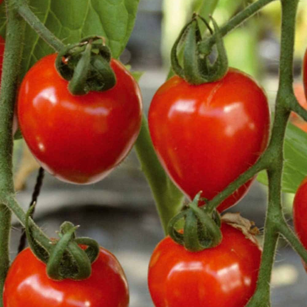 Collection de Tomates cerises - Bakker.com | France