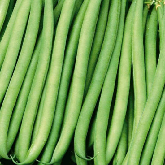 Haricot nain Kylian - Bakker