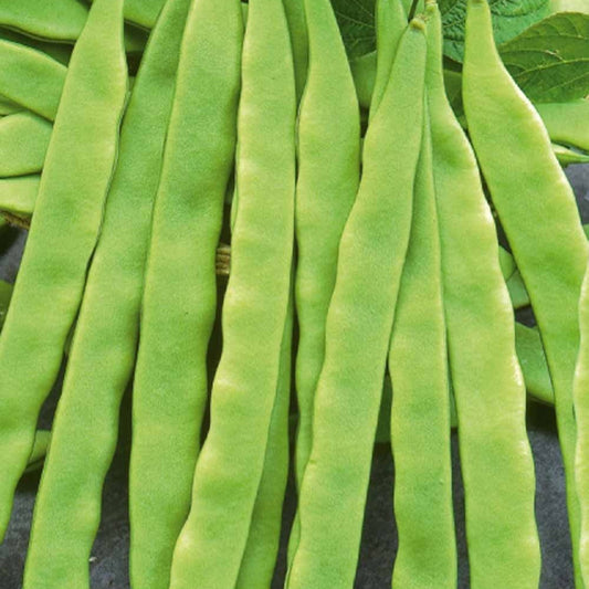 Haricot à rames Helda - Bakker
