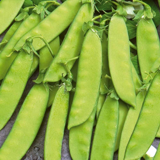 Pois mangetout Vroege Hendriks - Bakker
