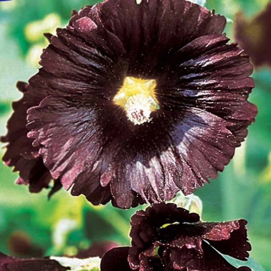 Rose Trémière simple noir Jet Black - Bakker
