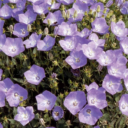 Campanule bleue des monts Carpathes vivace - Bakker.com | France