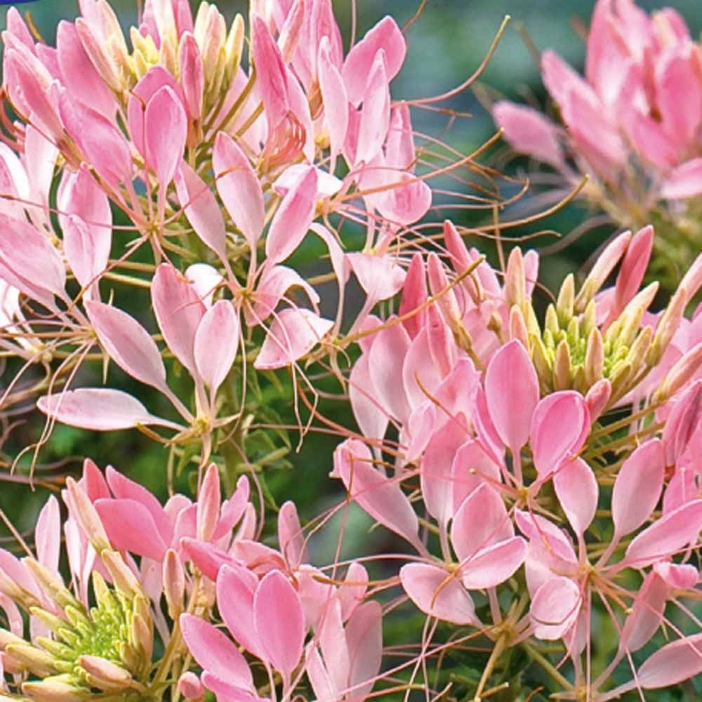 Bakker - Cléome épineux Rose Beauty - Cleome spinosa rose beauty - Potager