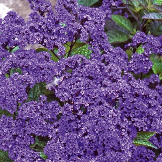 Bakker - Héliotrope du Pérou Marine - Heliotropium arborescens - Potager