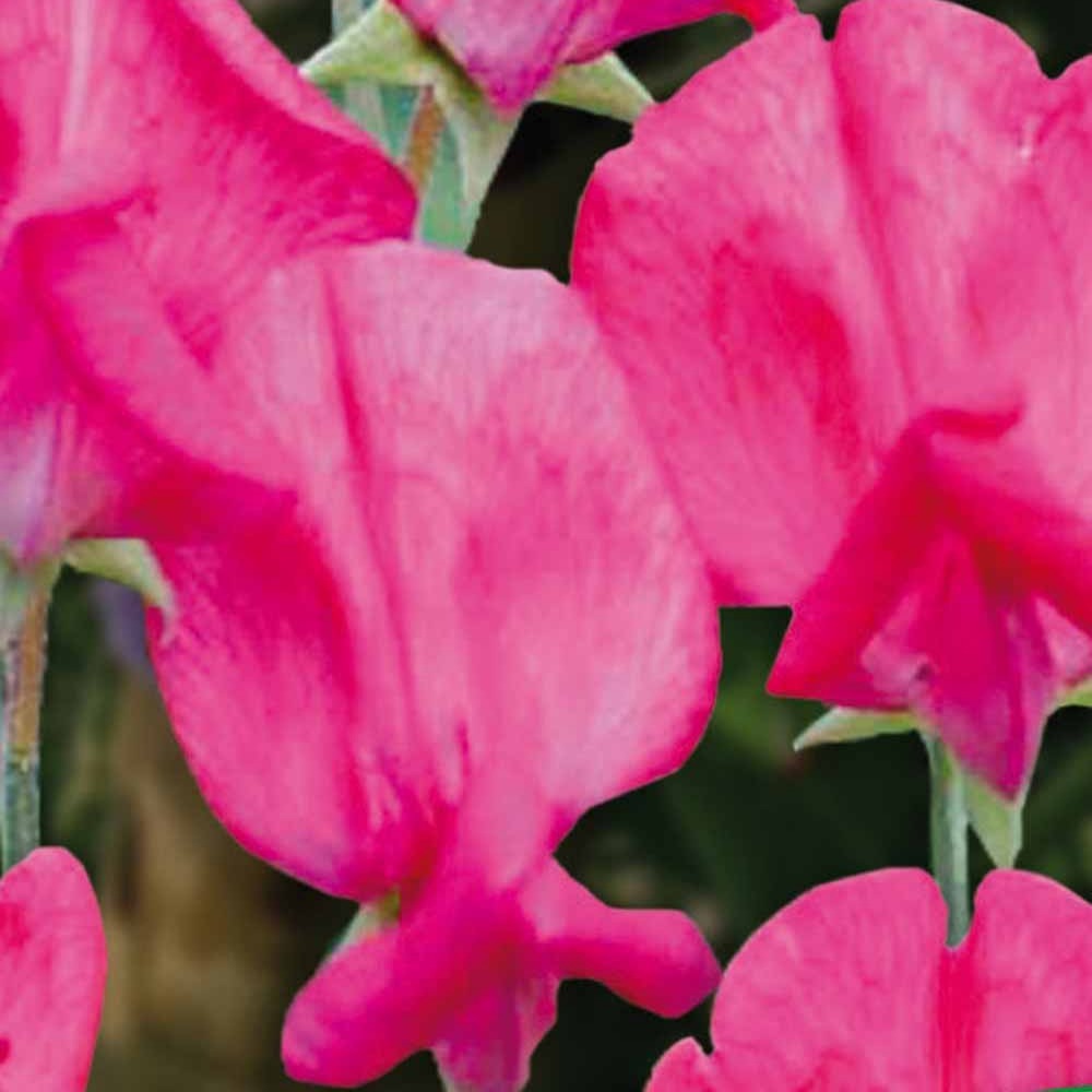 Pois de senteur King Edward the 7th 1903 - Lathyrus odoratus grandiflorus king edward the 7th 1903 - Bakker