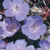 Géranium vivace bleu - Bakker