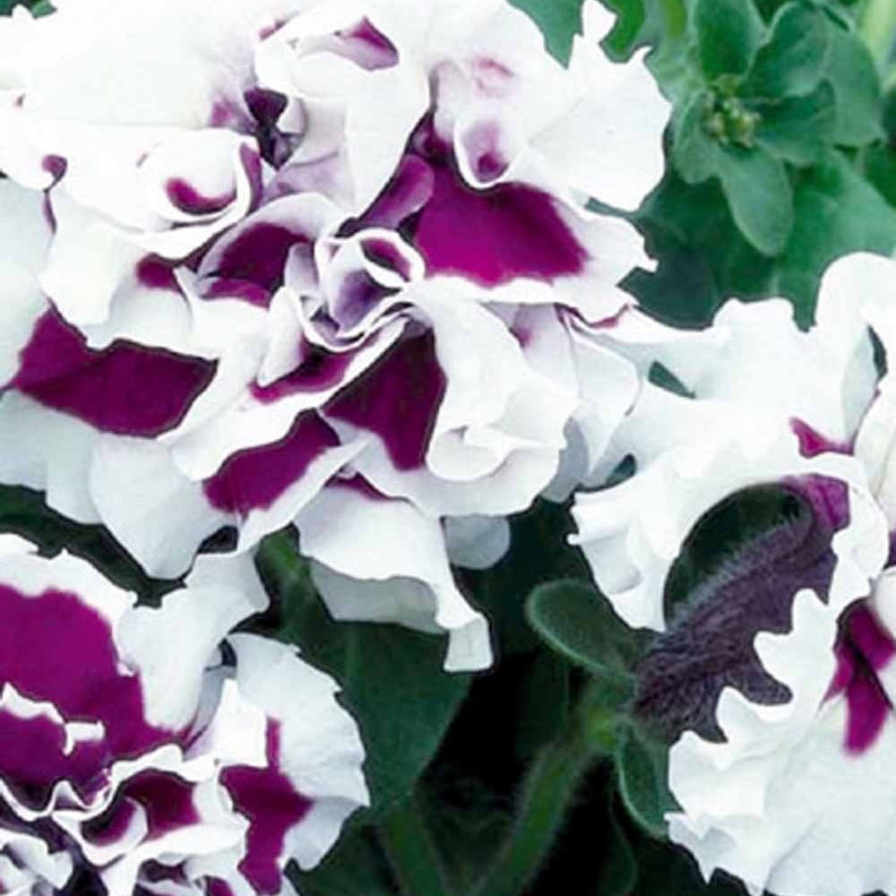 Pétunia à fleurs doubles Purple Pirouette F1 - Bakker