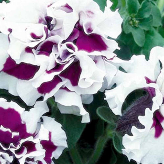 Pétunia à fleurs doubles Purple Pirouette F1 - Bakker
