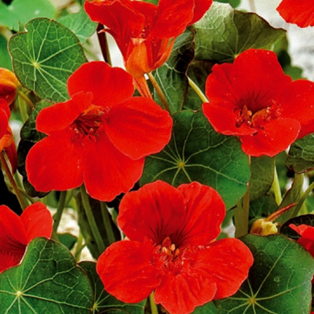 Capucine naine à fleurs simples Empress of India - Tropaeolum majus nanum empress of india - Bakker