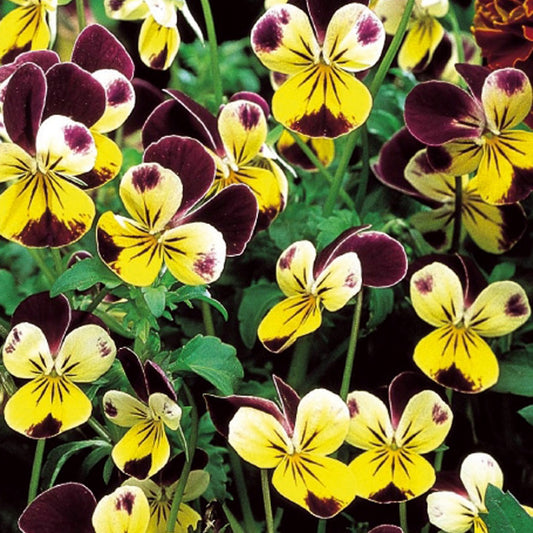 Violette cornue Helen Mount - Pensée - Bakker