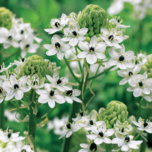 3 Ornithogales - Etoile de Bethléem - Bakker