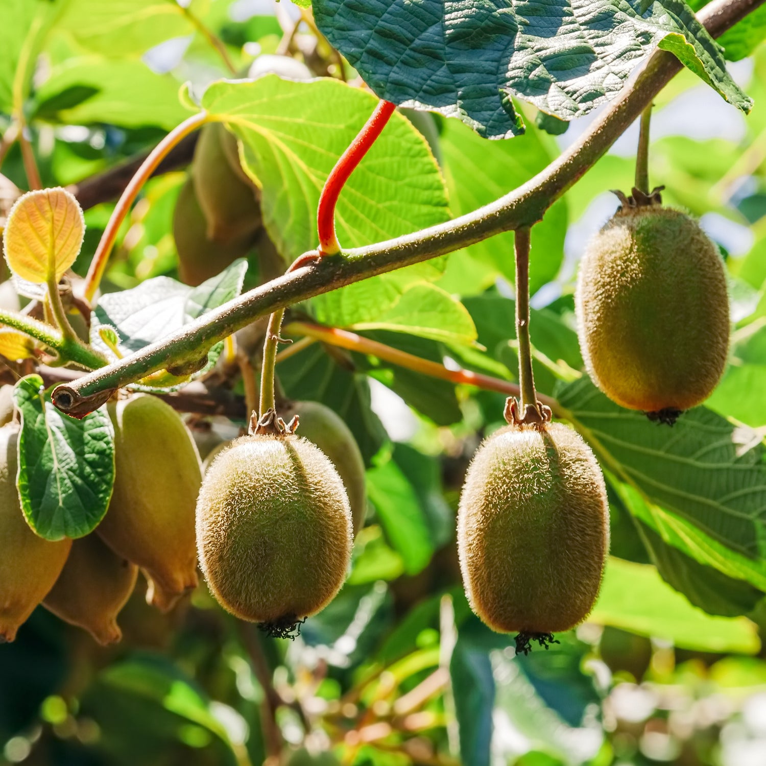 Actinidia deliciosa - Kiwi