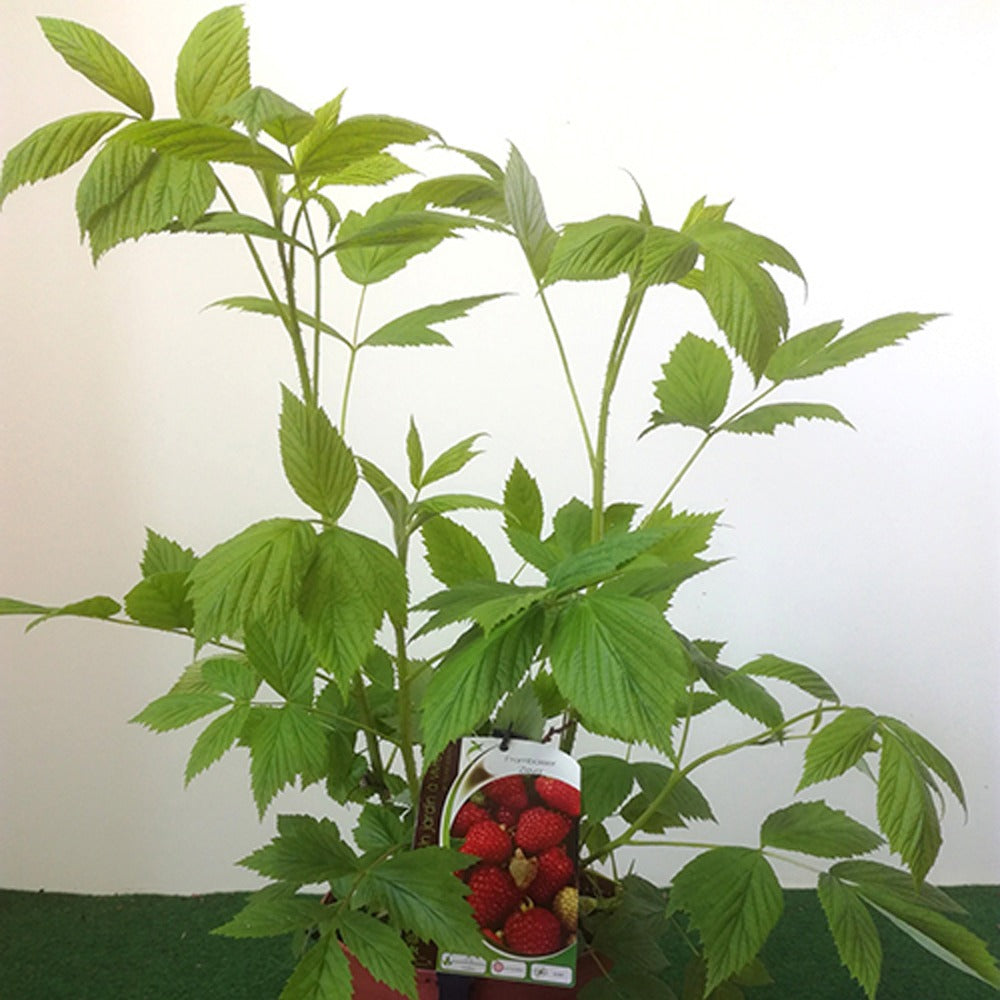 Framboisier Zeva - Rubus idaeus zeva - Bakker