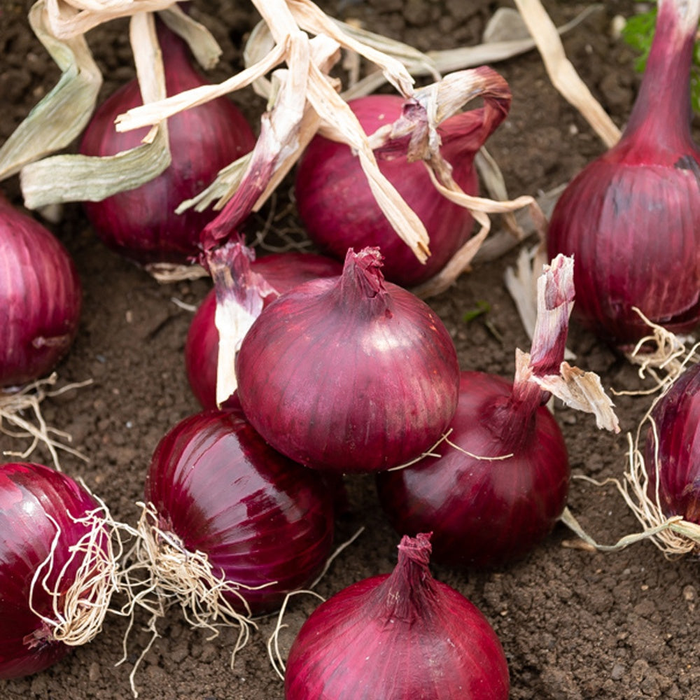Oignon rouge Red Baron Bio - Allium cepa red baron - Bakker
