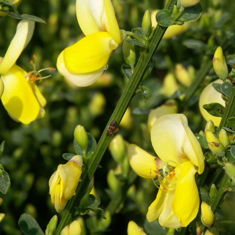 Genêt à balais Luna - Cytisus scoparius luna - Bakker