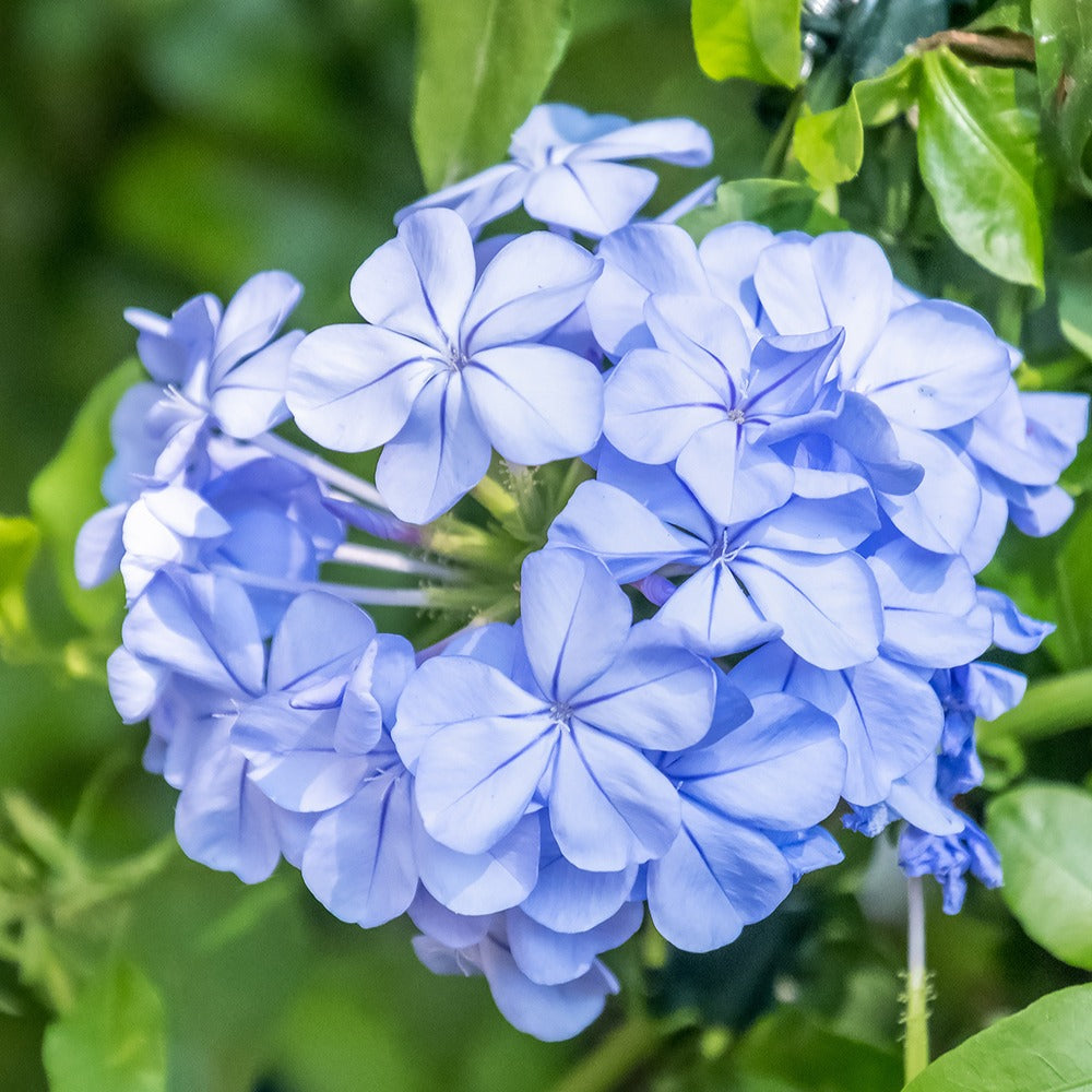 Plumbago - Plumbago auriculata - Bakker