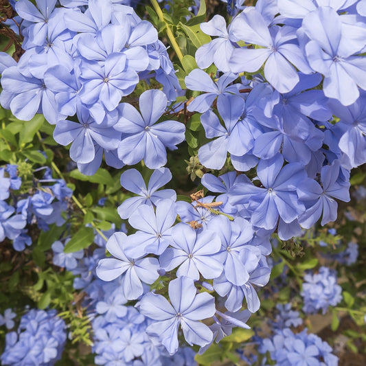 Plumbago - Bakker