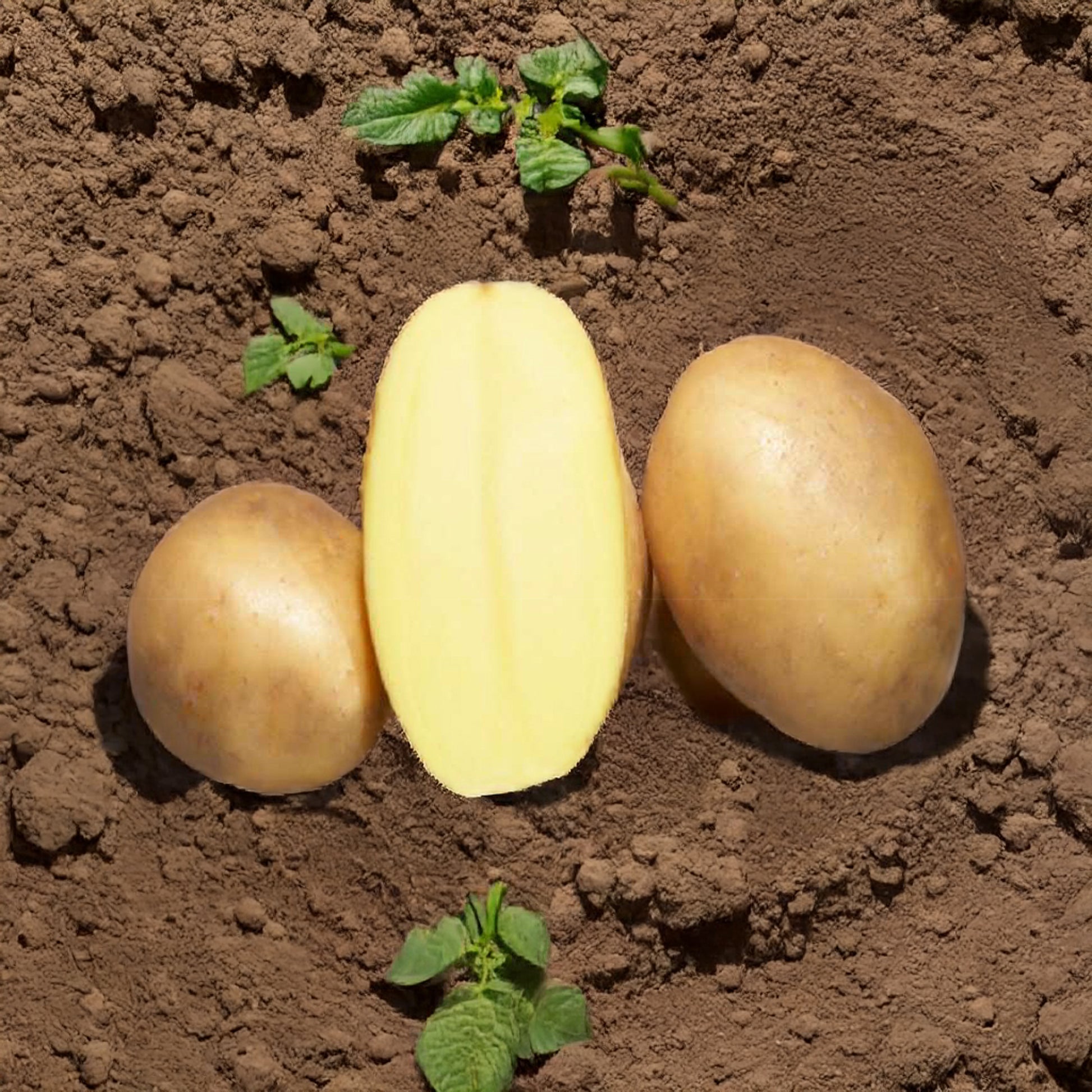 25 Pommes de terre Osiris Bio - Solanum tuberosum osiris - Bakker