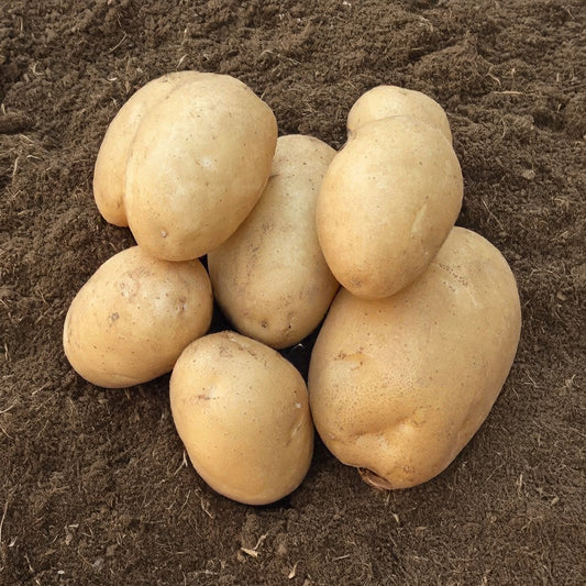 25 Pommes de terre Osiris Bio - Bakker