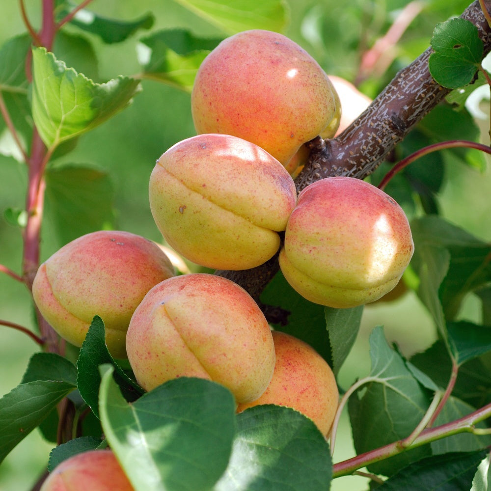 Abricotier Rouge du Roussillon - Bakker
