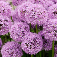 Bakker - Allium Gladiator - Allium gladiator - Bulbes de printemps