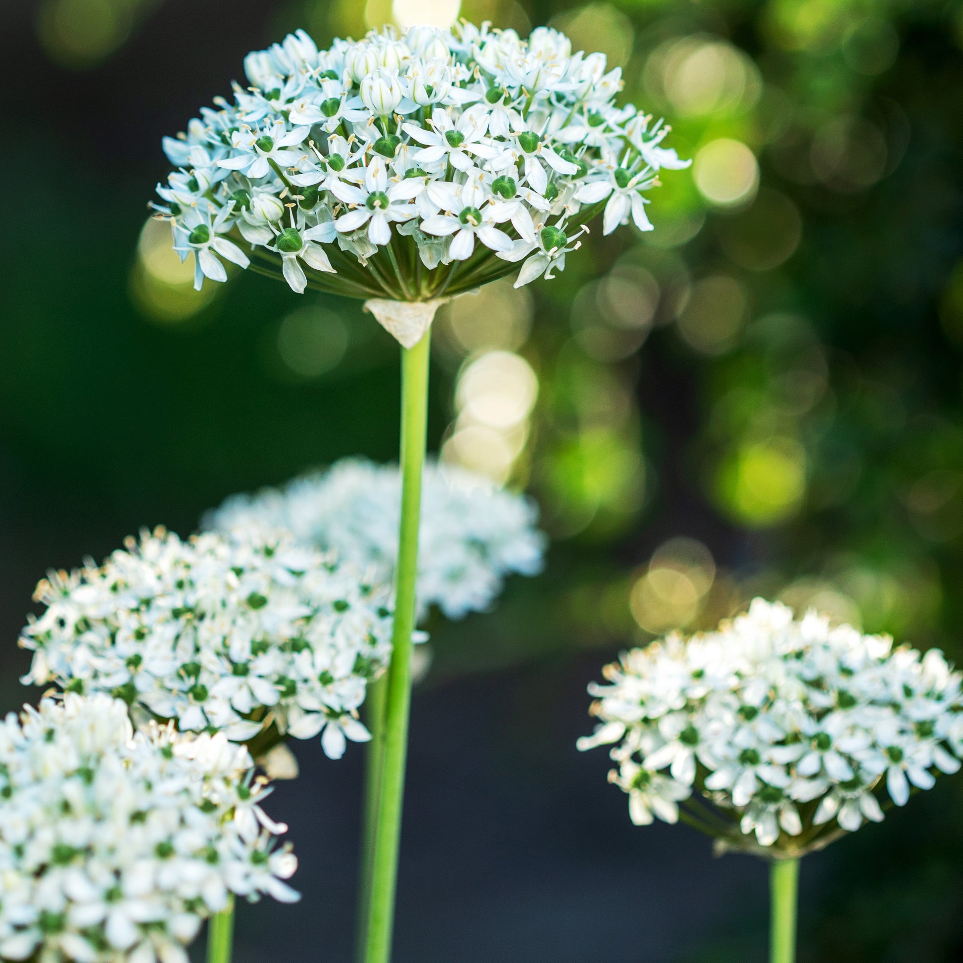 Bakker - 10 Alliums Nigrum - Allium nigrum - Bulbes à fleurs